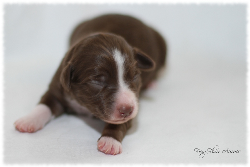 Mini Aussie Welpen - Mini Aussie Züchter - Gesunde Mini Aussies