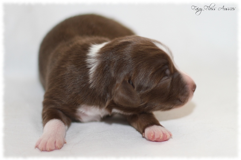 Mini Aussie Welpen - Mini Aussie Züchter - Gesunde Mini Aussies