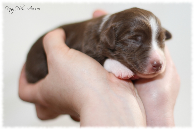 Mini Aussie Welpen - Mini Aussie Züchter - Gesunde Mini Aussies