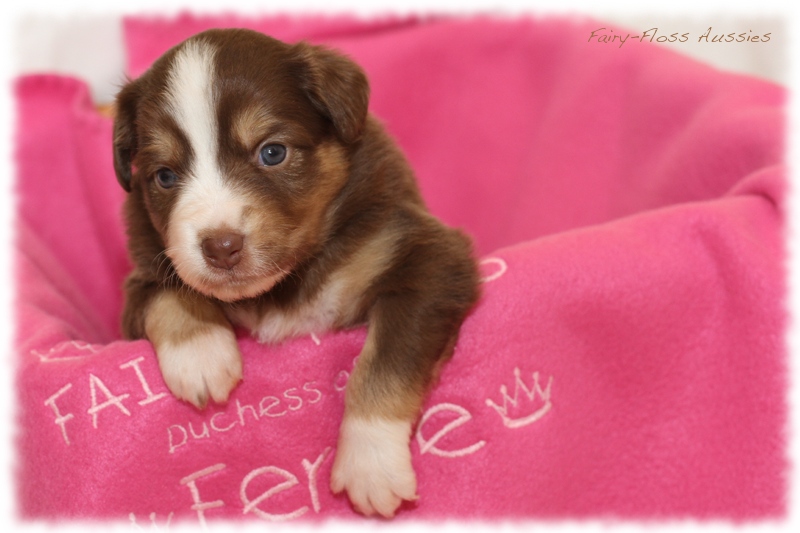 Mini Aussie Welpen - Mini Aussie Züchter - Gesunde Mini Aussies