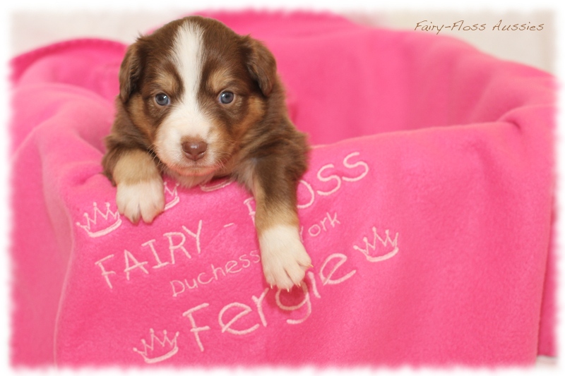 Mini Aussie Welpen - Mini Aussie Züchter - Gesunde Mini Aussies