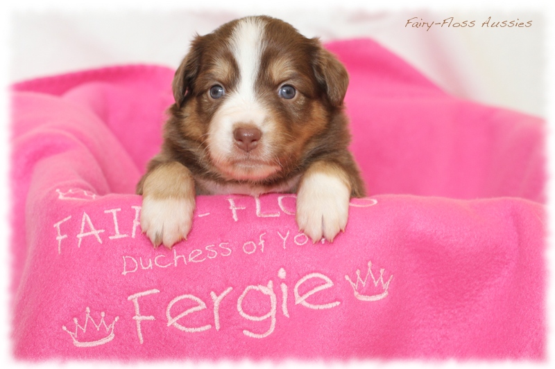 Mini Aussie Welpen - Mini Aussie Züchter - Gesunde Mini Aussies