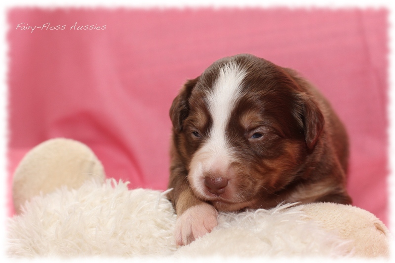 Mini Aussie Welpen - Mini Aussie Züchter - Gesunde Mini Aussies