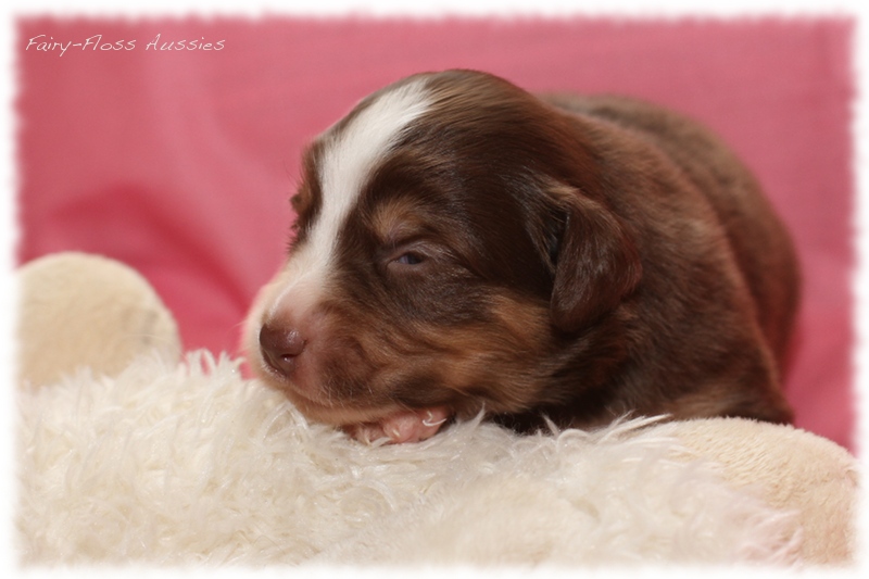 Mini Aussie Welpen - Mini Aussie Züchter - Gesunde Mini Aussies