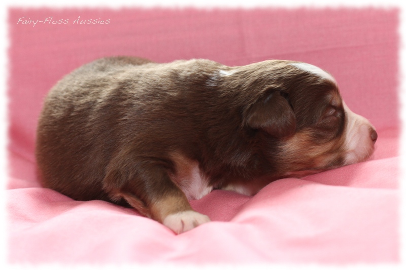 Mini Aussie Welpen - Mini Aussie Züchter - Gesunde Mini Aussies