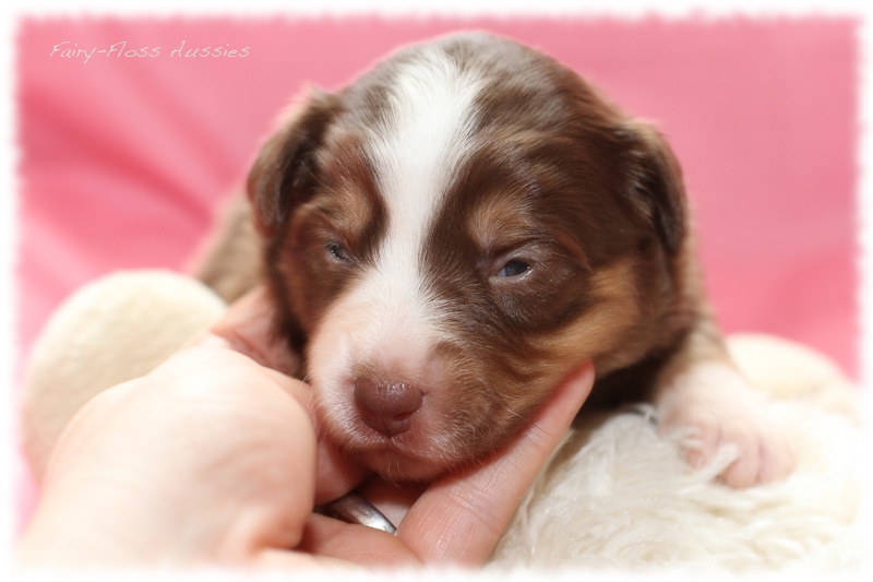 Mini Aussie Welpen - Mini Aussie Züchter - Gesunde Mini Aussies