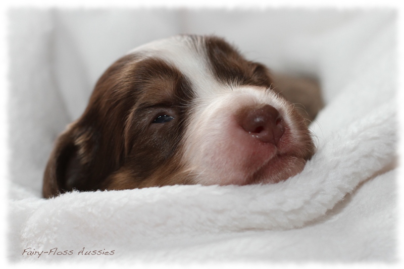 Mini Aussie Welpen - Mini Aussie Züchter - Gesunde Mini Aussies