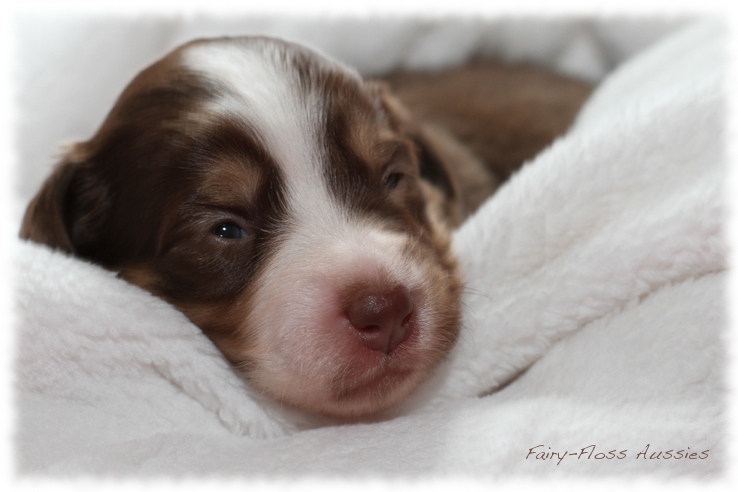 Mini Aussie Welpen - Mini Aussie Züchter - Gesunde Mini Aussies