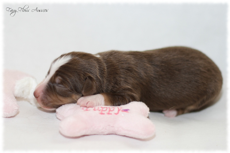 Mini Aussie Welpen - Mini Aussie Züchter - Gesunde Mini Aussies