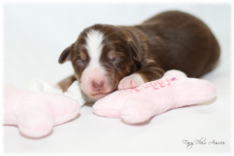 Mini Aussie Welpen - Mini Aussie Züchter - Gesunde Mini Aussies