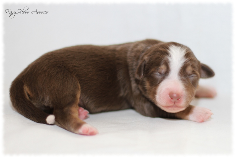 Mini Aussie Welpen - Mini Aussie Züchter - Gesunde Mini Aussies