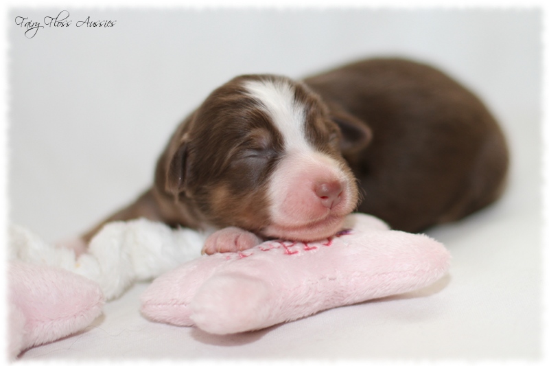 Mini Aussie Welpen - Mini Aussie Züchter - Gesunde Mini Aussies