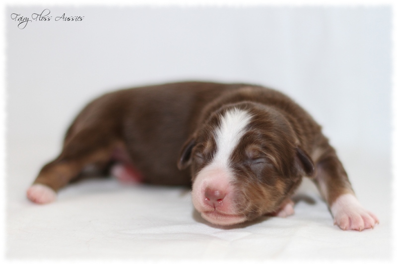 Mini Aussie Welpen - Mini Aussie Züchter - Gesunde Mini Aussies