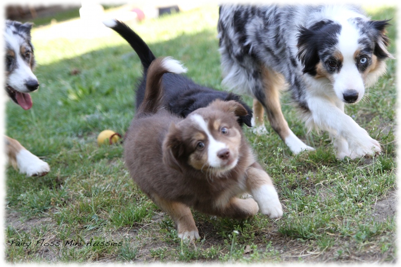 Mini Aussie Welpen - Mini Aussie Züchter - Gesunde Mini Aussies