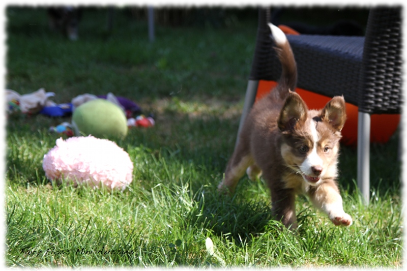 Mini Aussie Welpen - Mini Aussie Züchter - Gesunde Mini Aussies