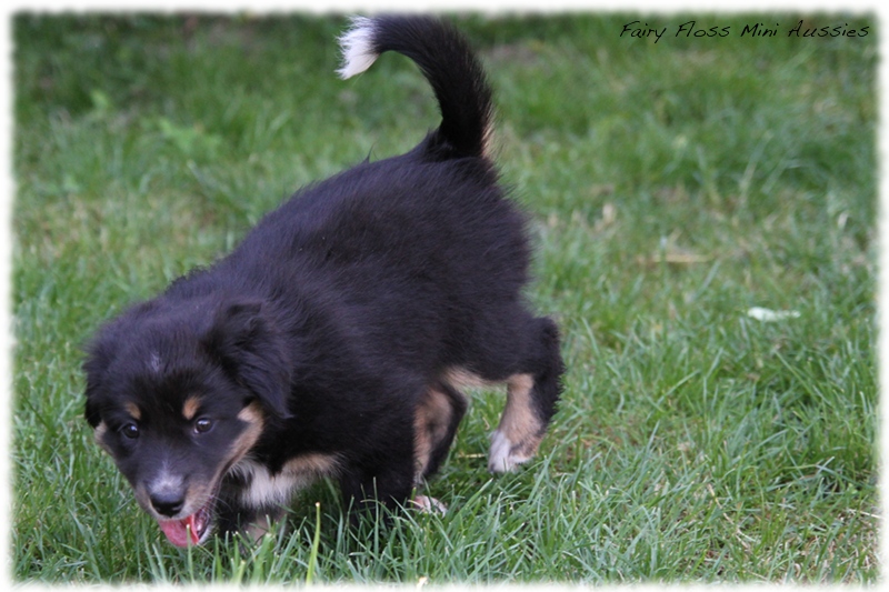 Mini Aussie Welpen - Mini Aussie Züchter - Gesunde Mini Aussies