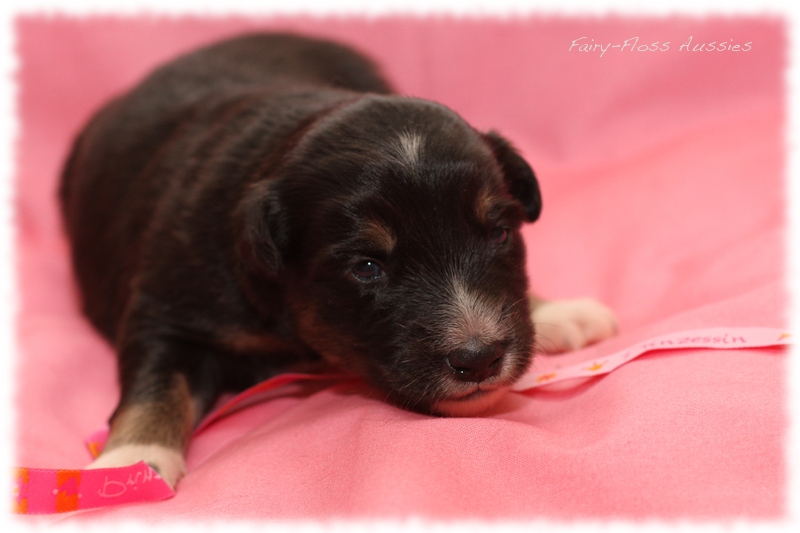 Mini Aussie Welpen - Mini Aussie Züchter - Gesunde Mini Aussies