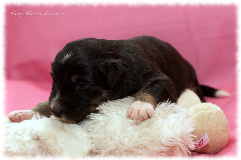 Mini Aussie Welpen - Mini Aussie Züchter - Gesunde Mini Aussies