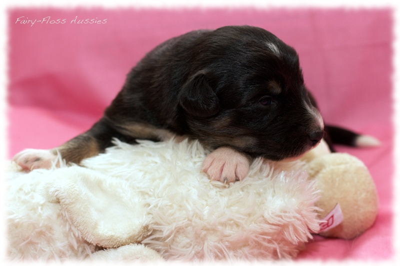 Mini Aussie Welpen - Mini Aussie Züchter - Gesunde Mini Aussies