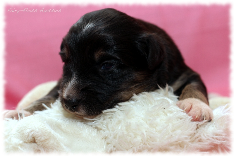 Mini Aussie Welpen - Mini Aussie Züchter - Gesunde Mini Aussies