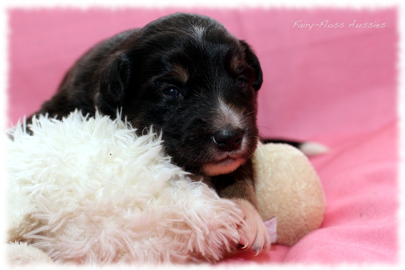 Mini Aussie Welpen - Mini Aussie Züchter - Gesunde Mini Aussies