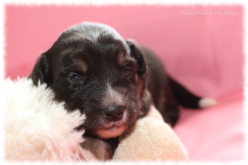 Mini Aussie Welpen - Mini Aussie Züchter - Gesunde Mini Aussies