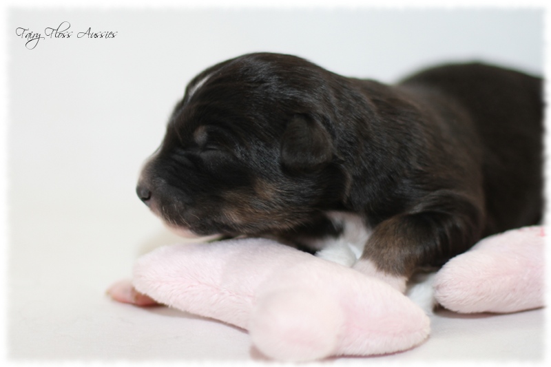 Mini Aussie Welpen - Mini Aussie Züchter - Gesunde Mini Aussies