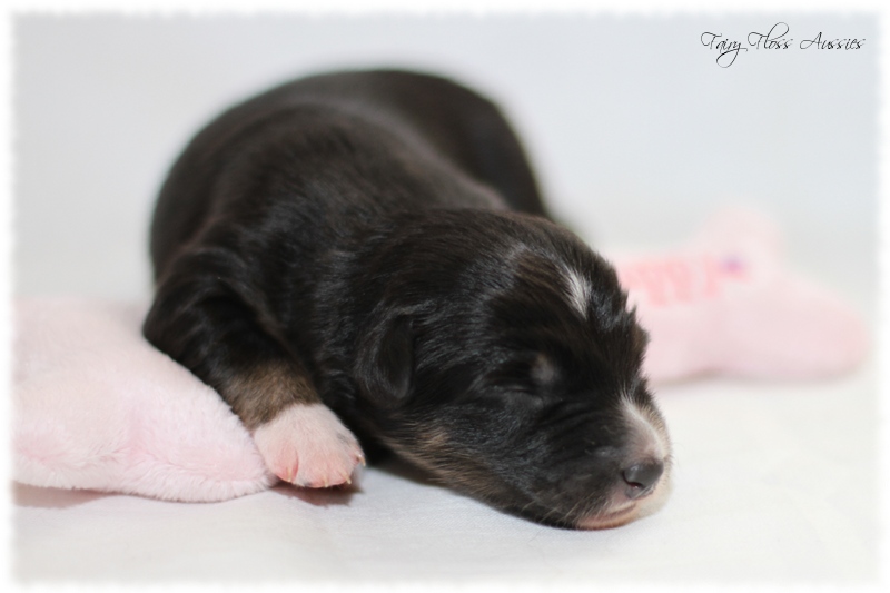 Mini Aussie Welpen - Mini Aussie Züchter - Gesunde Mini Aussies