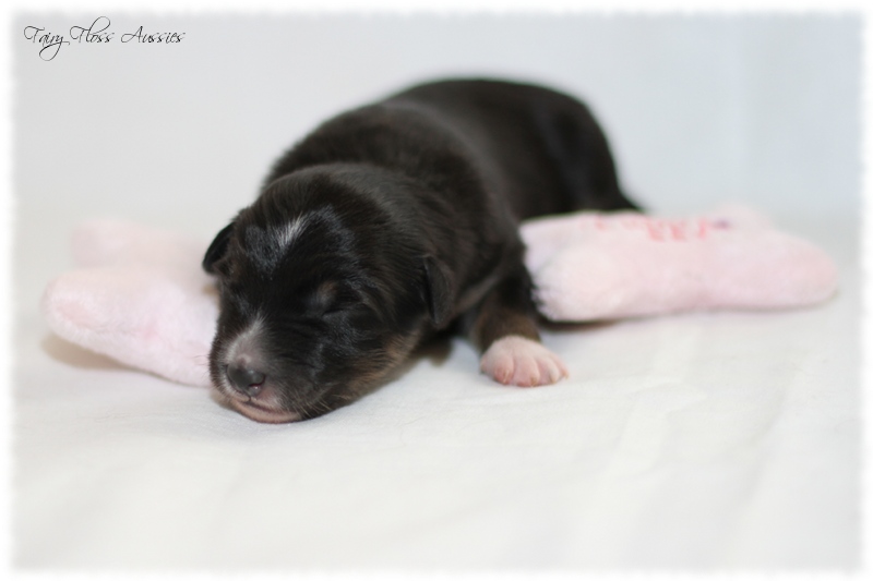 Mini Aussie Welpen - Mini Aussie Züchter - Gesunde Mini Aussies