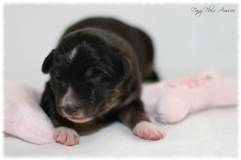 Mini Aussie Welpen - Mini Aussie Züchter - Gesunde Mini Aussies