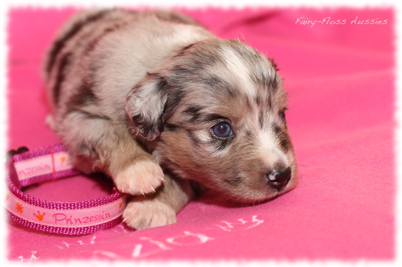 Mini Aussie Welpen - Mini Aussie Züchter - Gesunde Mini Aussies