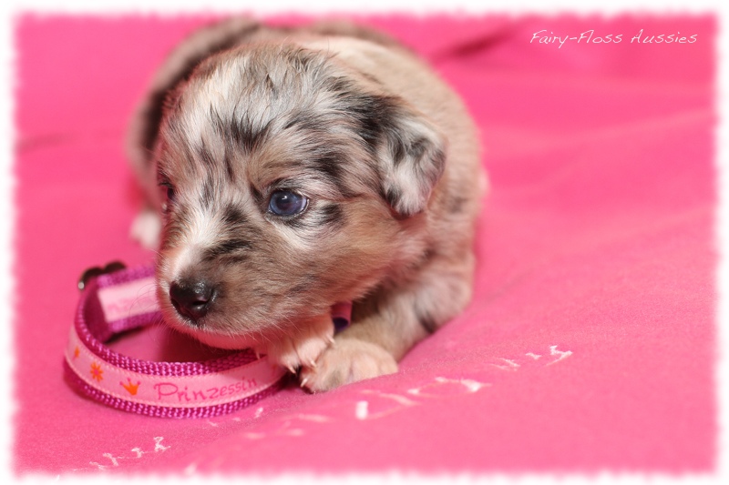 Mini Aussie Welpen - Mini Aussie Züchter - Gesunde Mini Aussies