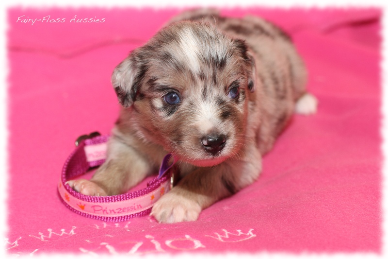 Mini Aussie Welpen - Mini Aussie Züchter - Gesunde Mini Aussies