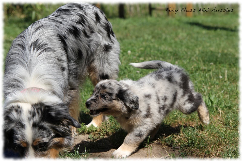 Mini Aussie Welpen - Mini Aussie Züchter - Gesunde Mini Aussies