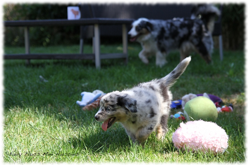 Mini Aussie Welpen - Mini Aussie Züchter - Gesunde Mini Aussies