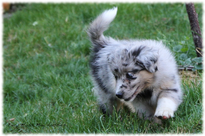 Mini Aussie Welpen - Mini Aussie Züchter - Gesunde Mini Aussies