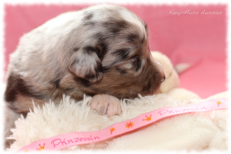 Mini Aussie Welpen - Mini Aussie Züchter - Gesunde Mini Aussies