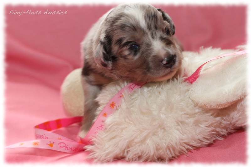 Mini Aussie Welpen - Mini Aussie Züchter - Gesunde Mini Aussies