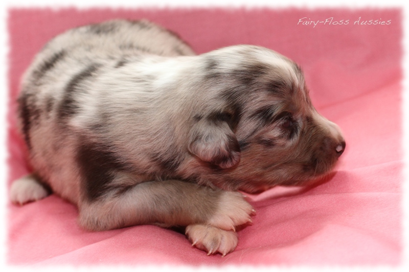 Mini Aussie Welpen - Mini Aussie Züchter - Gesunde Mini Aussies