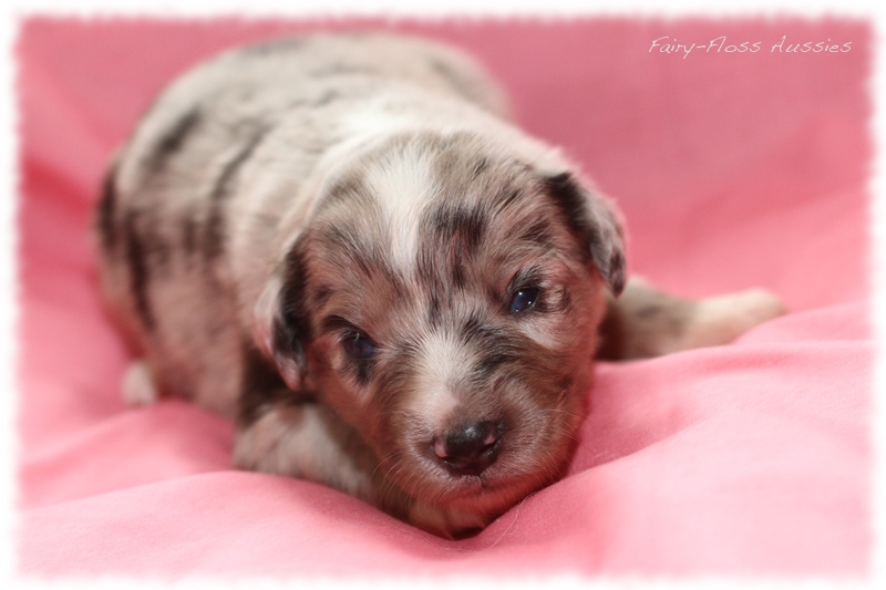 Mini Aussie Welpen - Mini Aussie Züchter - Gesunde Mini Aussies