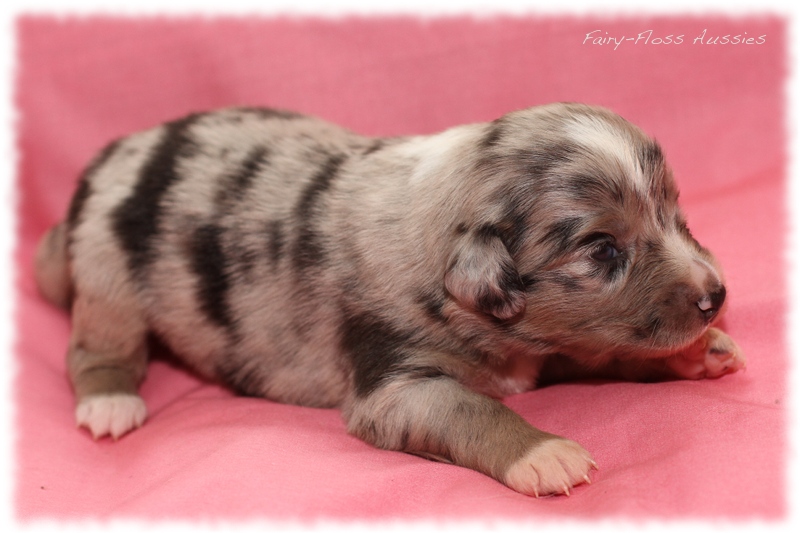 Mini Aussie Welpen - Mini Aussie Züchter - Gesunde Mini Aussies