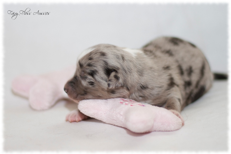 Mini Aussie Welpen - Mini Aussie Züchter - Gesunde Mini Aussies