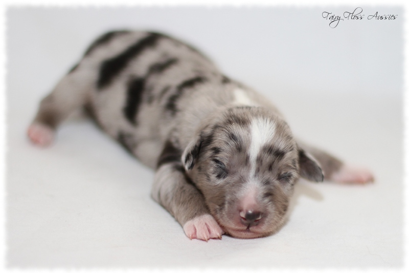 Mini Aussie Welpen - Mini Aussie Züchter - Gesunde Mini Aussies