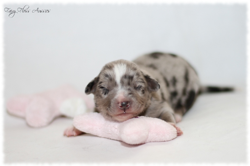 Mini Aussie Welpen - Mini Aussie Züchter - Gesunde Mini Aussies