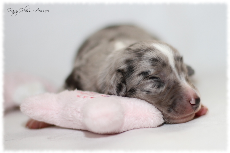 Mini Aussie Welpen - Mini Aussie Züchter - Gesunde Mini Aussies