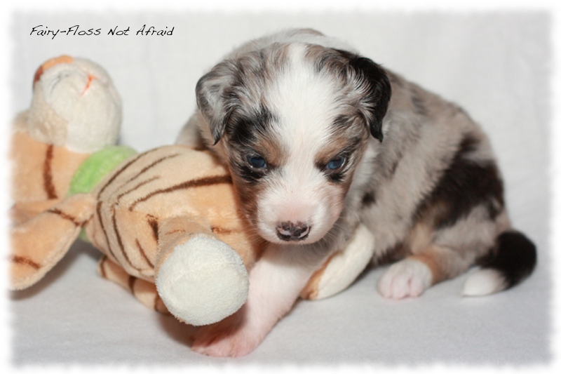 Mini Aussie Welpen - Mini Aussie Züchter - Gesunde Mini Aussies