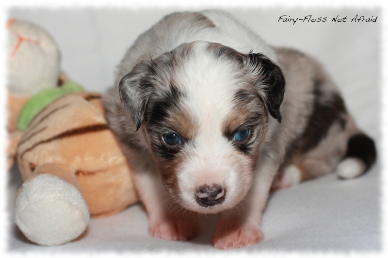 Mini Aussie Welpen - Mini Aussie Züchter - Gesunde Mini Aussies