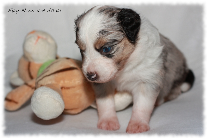 Mini Aussie Welpen - Mini Aussie Züchter - Gesunde Mini Aussies