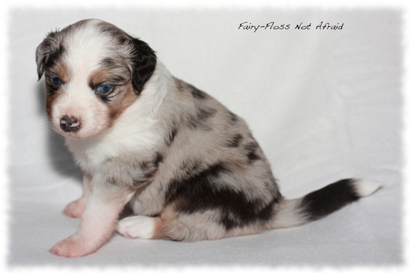 Mini Aussie Welpen - Mini Aussie Züchter - Gesunde Mini Aussies