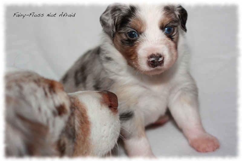 Mini Aussie Welpen - Mini Aussie Züchter - Gesunde Mini Aussies